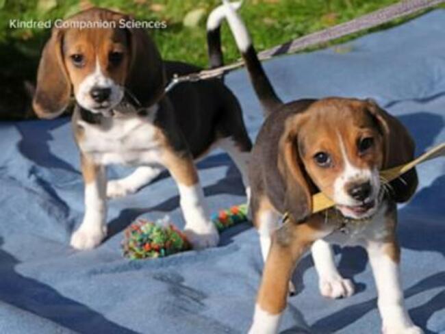 WATCH: Dogs genetically engineered to prevent allergies