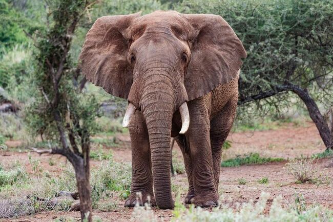 Kenya'da bir ay içinde 16 filin ölmesinin ardından gözetim artırıldı