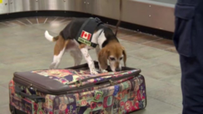 Sky Mix Wednesday: Border Patrol, Border Security, and Bio‑Security Thrillers Await