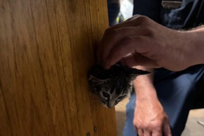 Look: Firefighters rescue kitten with head stuck in furniture