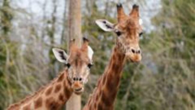 Rising costs put strain on zoo's conservation work
