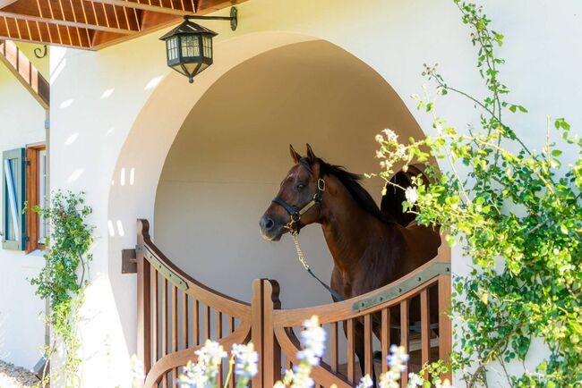 RIP | SA horse racing mourns loss of champion sire Trippi