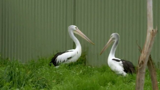 SA’s first bird flu vaccination program kicks off