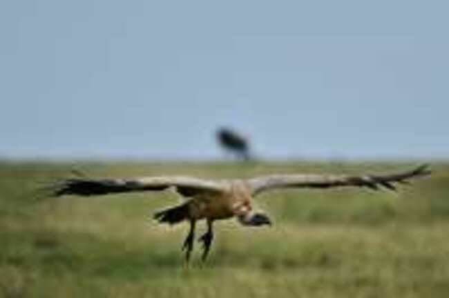 Vulture Safe Zone Alliance launched in Southern Africa