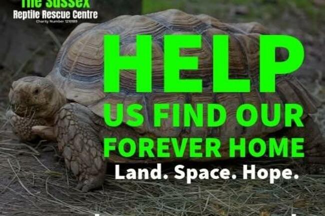 Bognor Regis reptile rescue makes heartfelt plea to find a permanent home