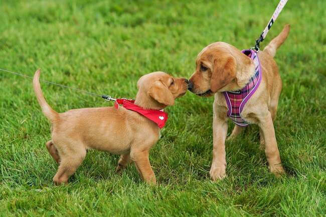 'Bring a dog' - South Tyneside grandma leads fundraising walk for childhood food allergy research