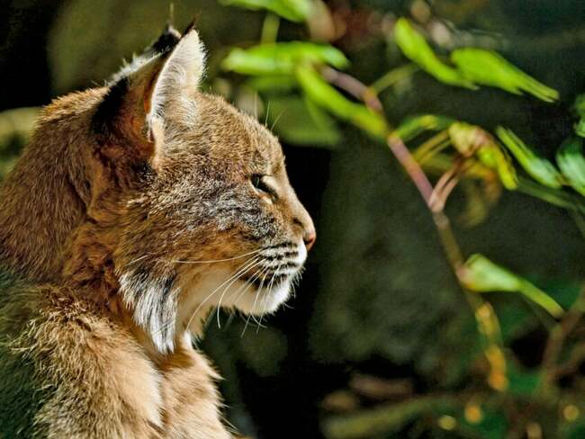 NH men plead guilty to poaching bobcats, selling pelts in Canada