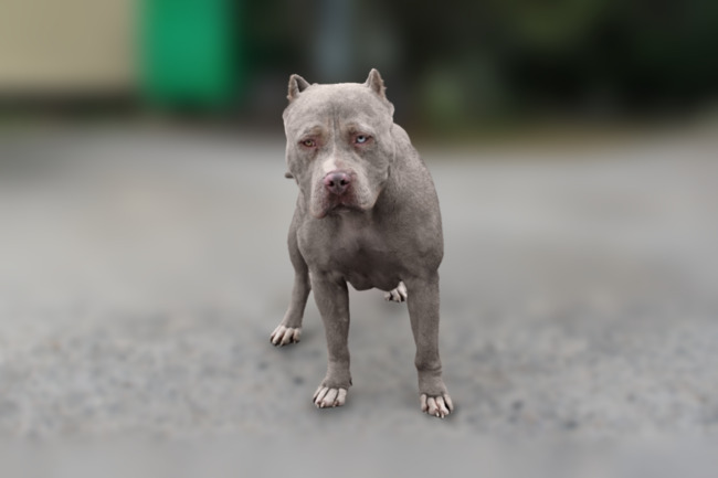 A Wigan dad and son are charged over a dangerous dog attack in Nottinghamshire which injured two people
