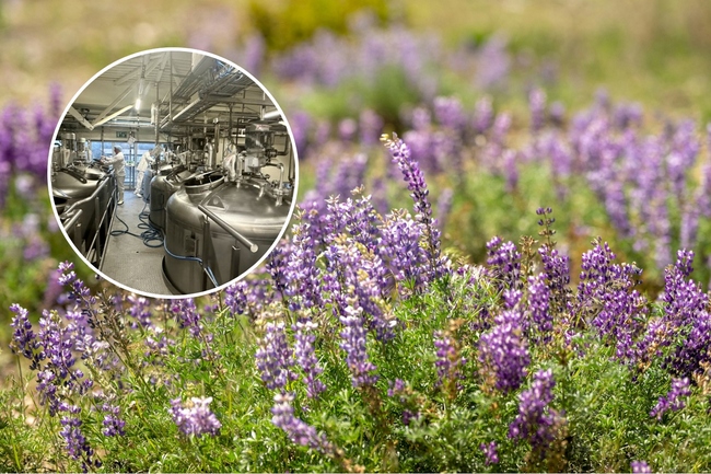 Wide Open Agriculture releases study for $311m WA lupin processor