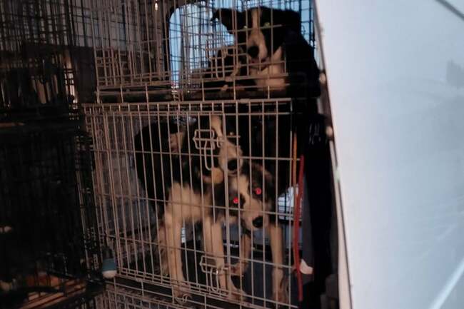 Over 20 pedigree Collies - starving “for months" - found in soiled crates in caravan