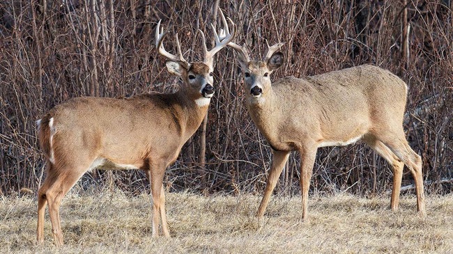 Trail cam captures buck walking around with another deer's antlers dangling from its rack