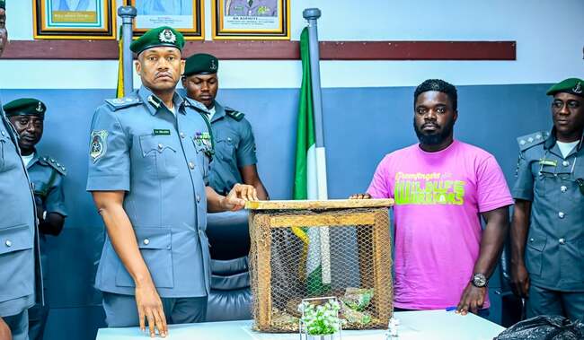 Customs intercepts three live pangolins concealed in sacks in Ogun