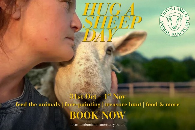 Hug A Sheep Day at Lotus Lamb & Animal Sanctuary - October 31 and November 1