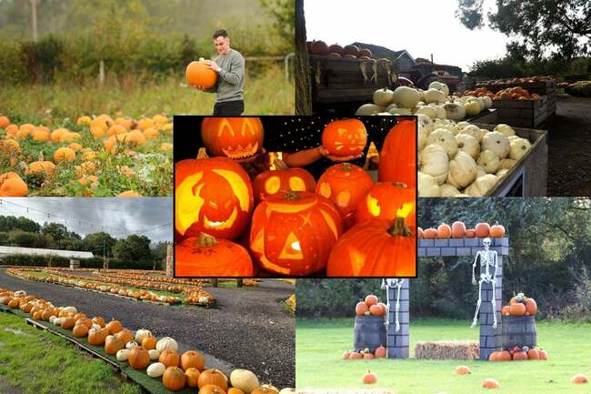 The best pumpkin patches to visit near Portsmouth - including Rogate, Stokes Farm and Hollam Nurseries