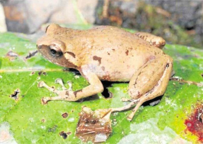 Frogs won't stop dengue, DOH says