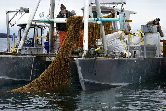 Maine seaweed growers to break state records this spring