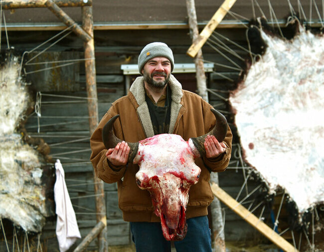 Yellowstone bison carcass disposal breeds unique alliances