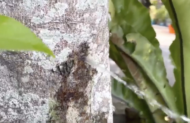 The mysterious peeing tree of Taiwan 🇹🇼, video, breaking world news.