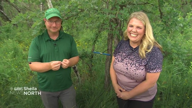 Using the scent of a tree to examine its health