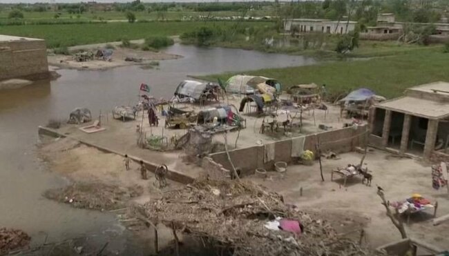Farmers devastated as floods destroy cotton crop in Sindh