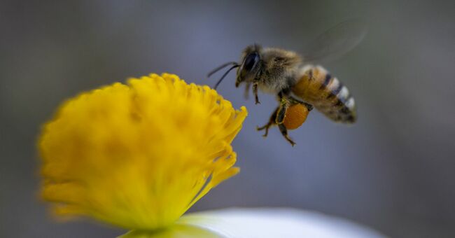 What can a bee feel?