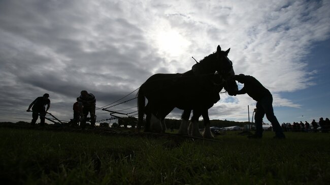 31 small businesses to head to Ploughing Championships