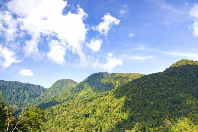 A quiet victory for forest sustainability in Peninsular Malaysia
