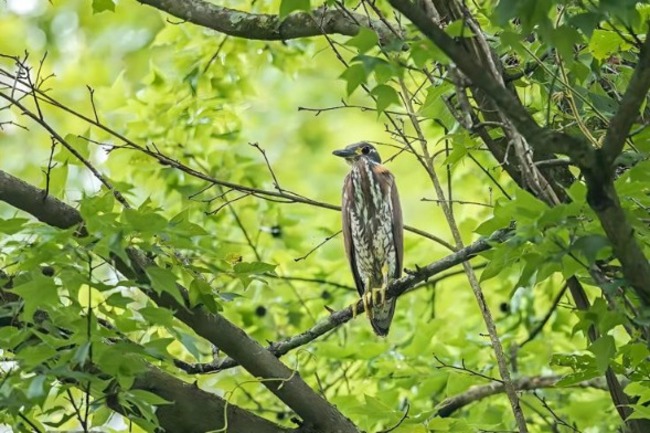 Most mysterious bird observed in Guizhou