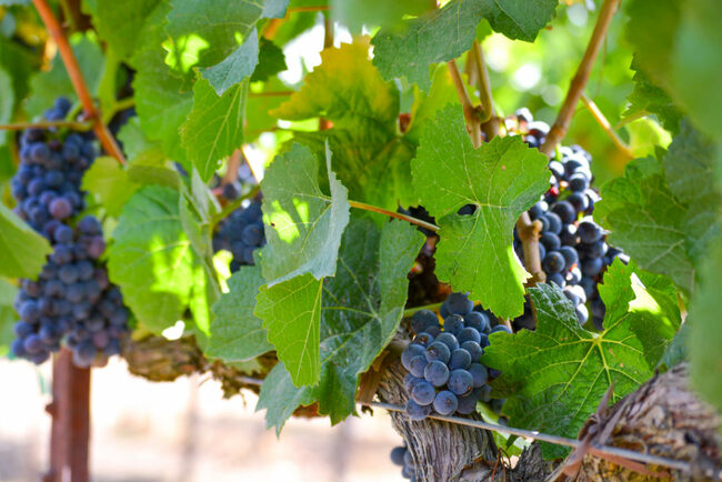Best Pinot Noir Regions on the West Coast