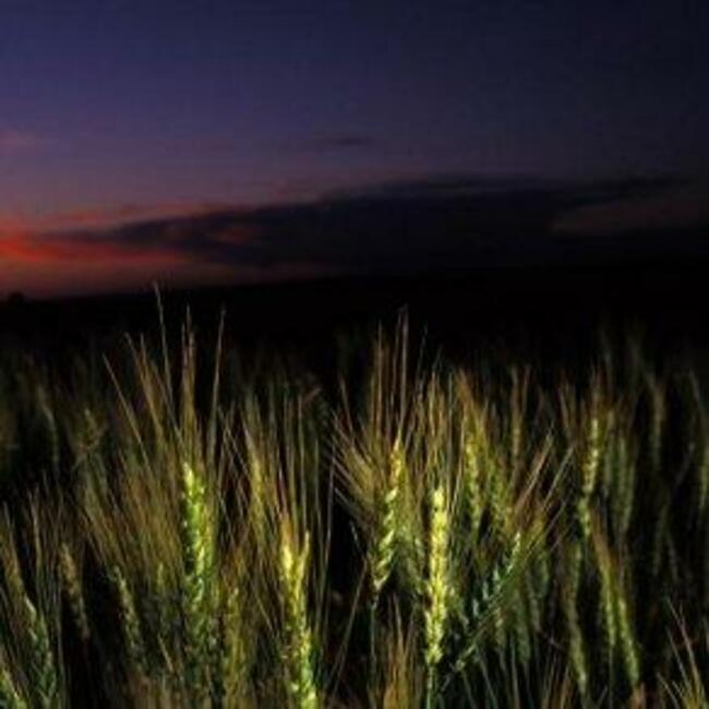 Small grain diseases