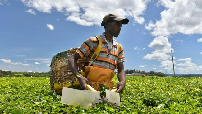 Kenyan tribes take UK to European Court of Human Rights over ‘colonial land grab'