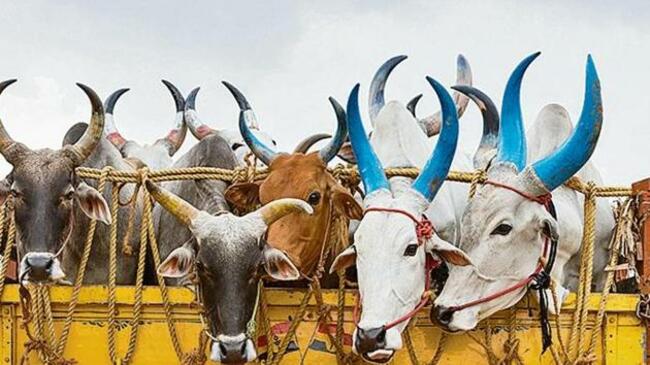 No Permit required for transportation of cow, its progeny within Uttar Pradesh: Allahabad High Court