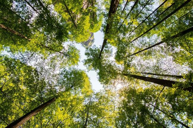 Will This Little-Watched Commodity Bring Down the Stock Market?