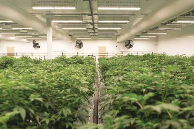 As Missouri considers recreational marijuana, there's a cautionary tale from other states