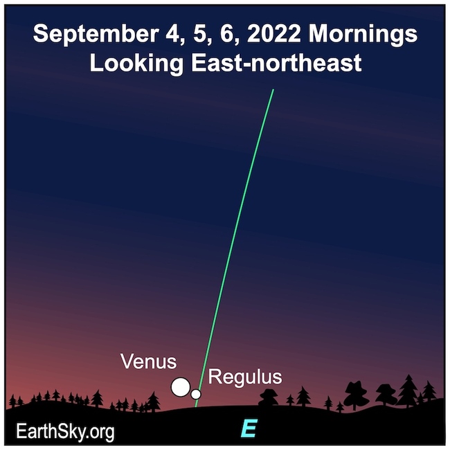 Venus and Regulus on September 4, 5 and 6 mornings