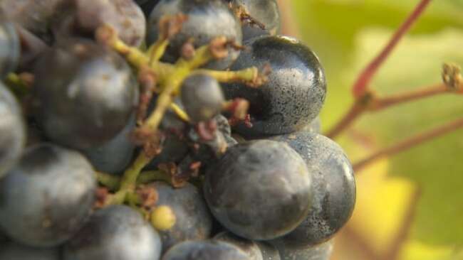 Huge drop in grape harvest after 'superbly cold' winter leaves Ontario winemakers worried