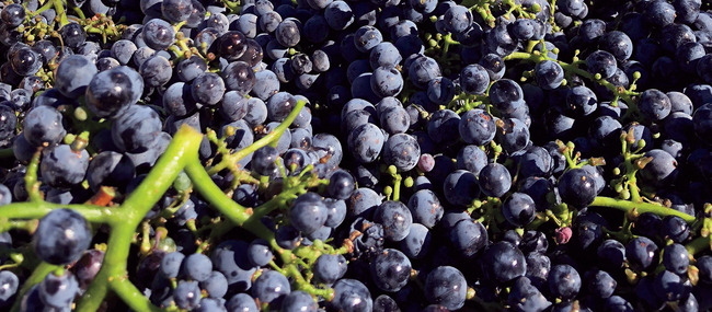 Wine Buzz: An insider's look at this year's grape harvest