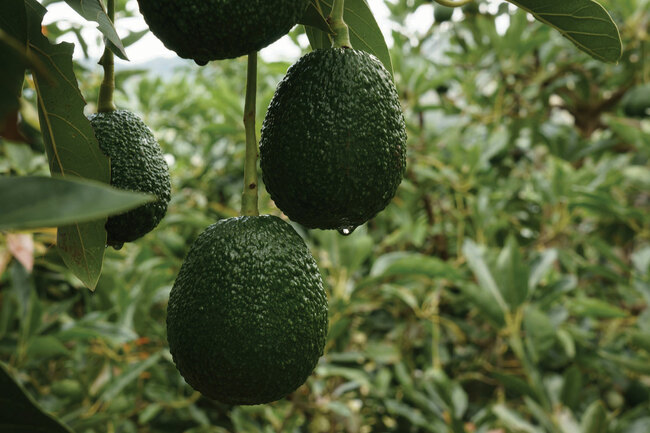 Calavo shares dip after earnings report