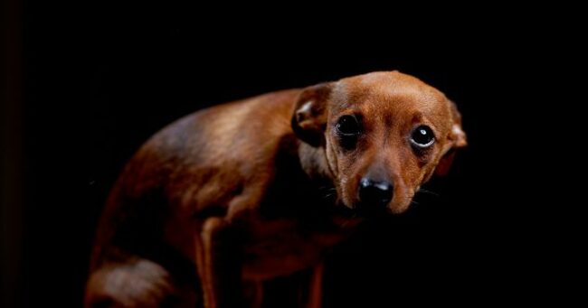 10 Veterinarians Who Were Criminals