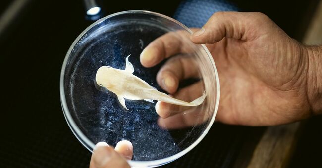 The race to find 2,100 missing species before they go extinct
