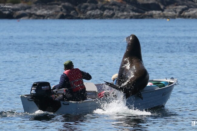 Watch: Airborne sea lion jumps into B.C. boat to evade killer whales