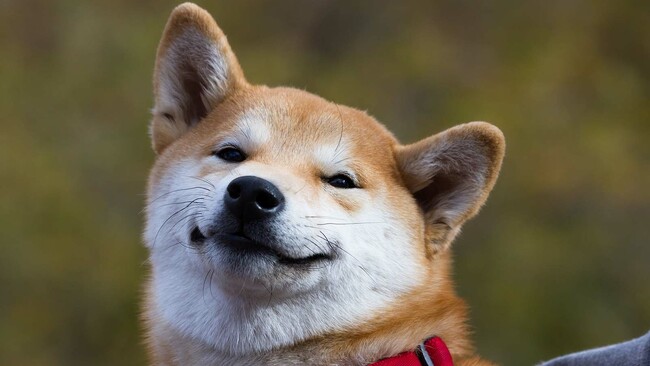 Budweiser Dogecoin? 7 Brands Drinking Some Pupweiser as DOGE Prices Soar