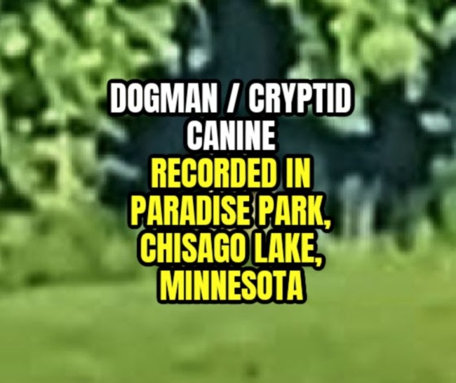 Dogman / Cryptid Canine Recorded in Paradise Park, Chisago Lake, Minnesota (VIDEO/CAPTURES)