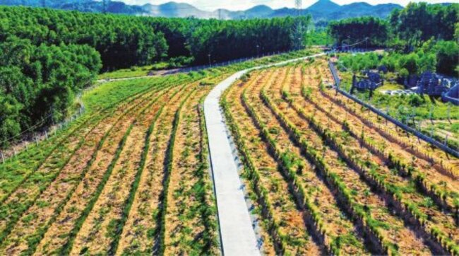 Cỏ Vetiver: Chống hạn, giữ đất & thân thiện với môi trường