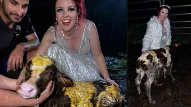 Australian bride gets muddy for arrival of calf at wedding