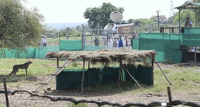 Cheetahs make a comeback in India after 70 years