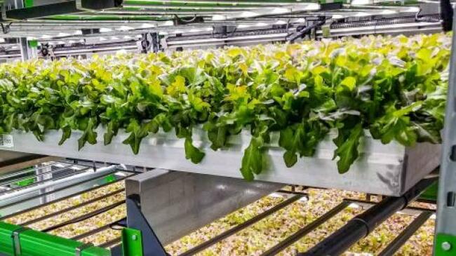 Grocers Focus More on Responsible Sourcing, Vertical Farms