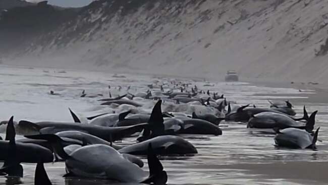 Tasmania rescue efforts underway after 230 whales are stranded in past 2 days