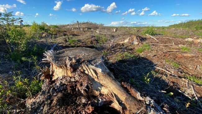 N.B. receiving less than nothing on softwood pulpwood after Crown timber royalty changes