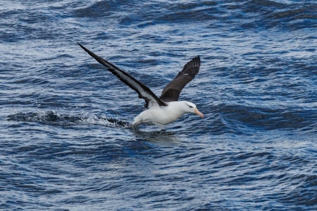 Seabird saving device makes finals of European Inventor Award 2021